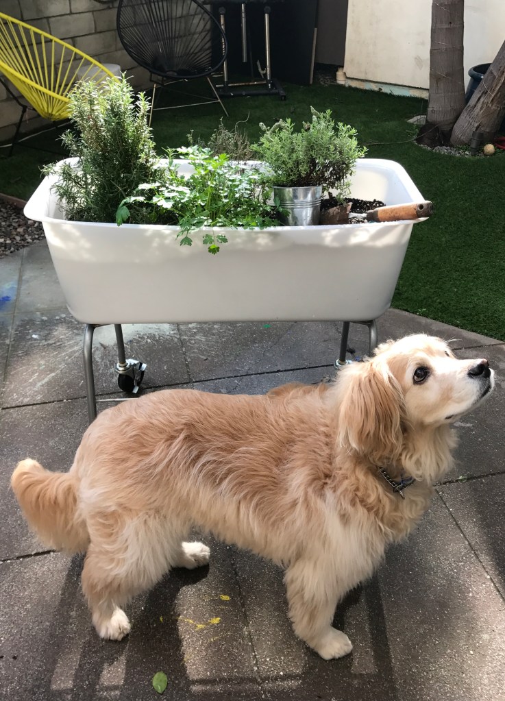 designpastiche.com Foodmap container filled with herbs from Trader Joe's