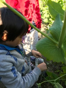 Rainbow chard. Growing with kids. designpastiche.com