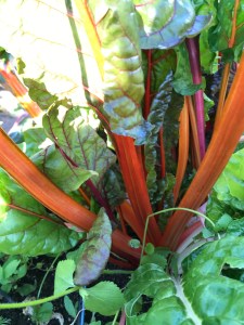 Rainbow chard. Growing with kids. designpastiche.com